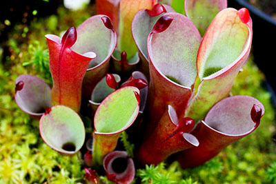 Plante carnivore : Heliamphora